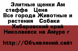 Элитные щенки Ам.стаффа › Цена ­ 25 000 - Все города Животные и растения » Собаки   . Хабаровский край,Николаевск-на-Амуре г.